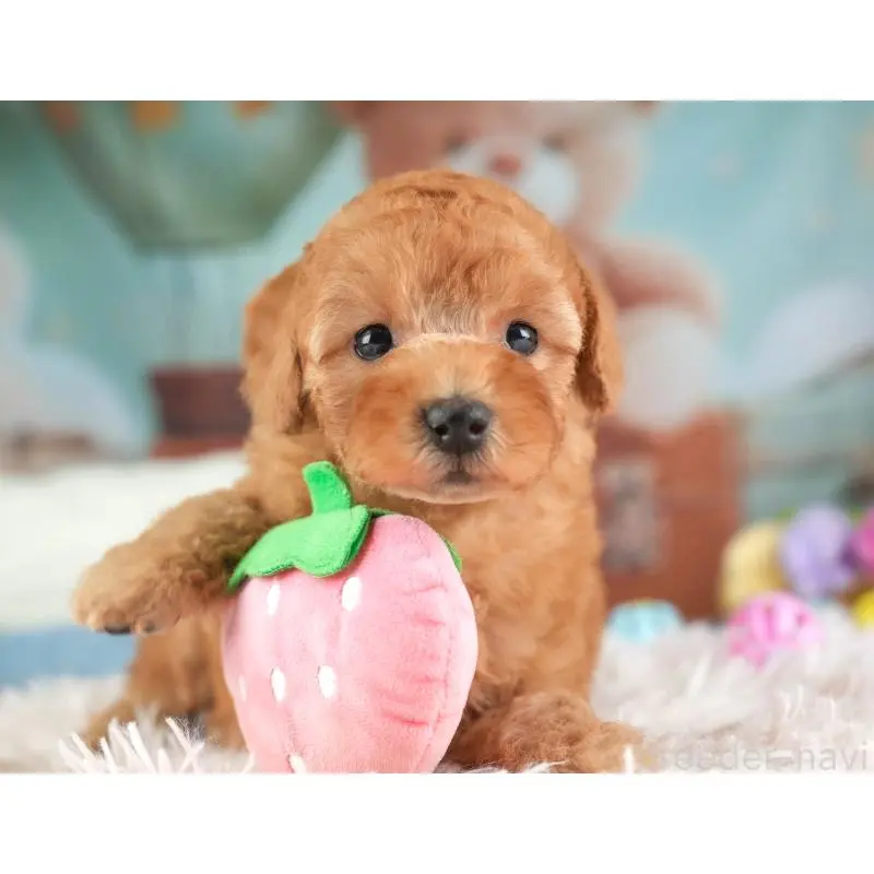 販売中の埼玉県のトイプードル-453257の12枚目