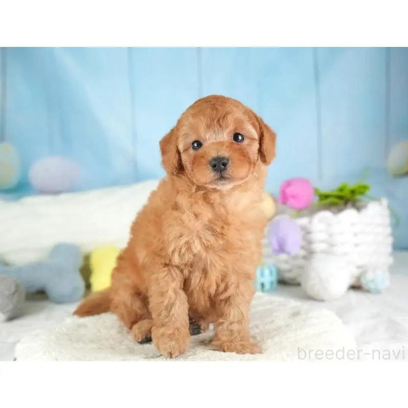 販売中の埼玉県のトイプードル-453257の11枚目