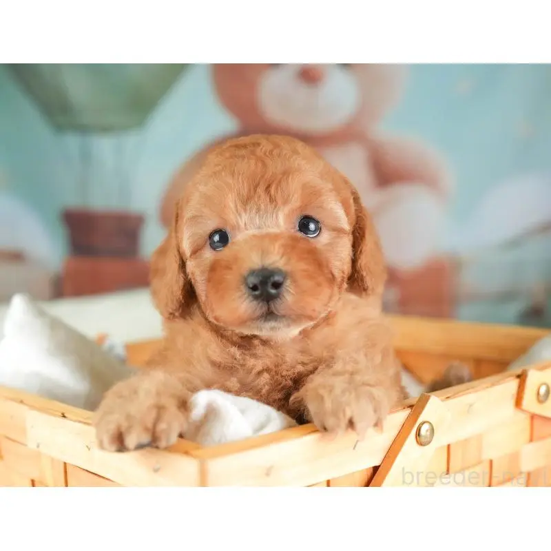 販売中の埼玉県のトイプードル-453257の10枚目