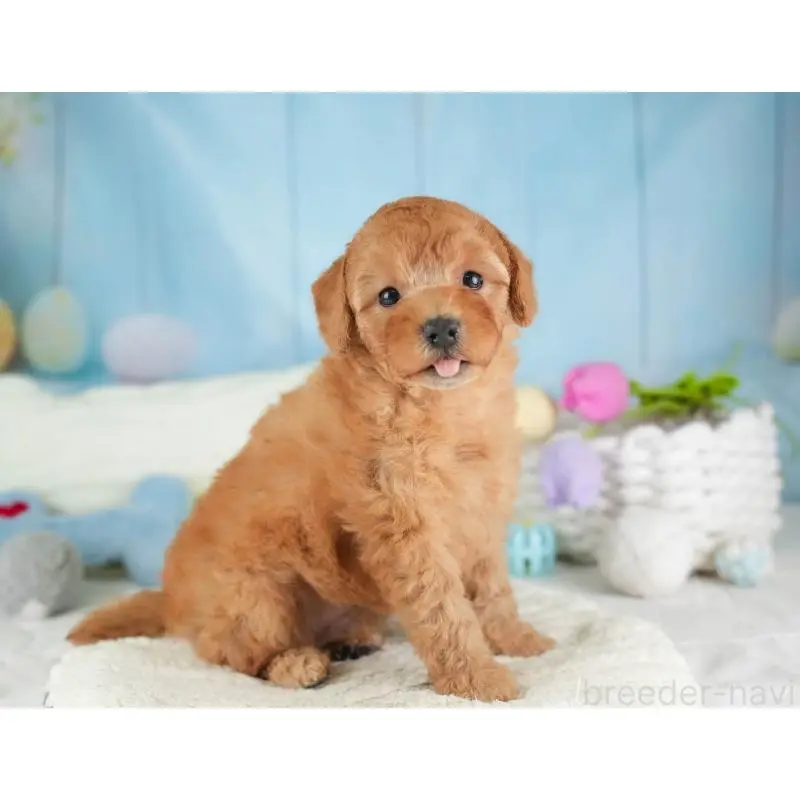 販売中の埼玉県のトイプードル-453257の9枚目