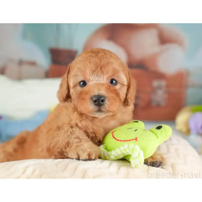 販売中の埼玉県のトイプードル-453257の8枚目