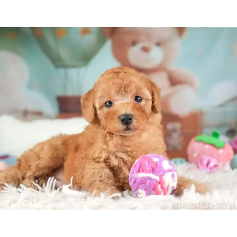 販売中の埼玉県のトイプードル-453257の7枚目