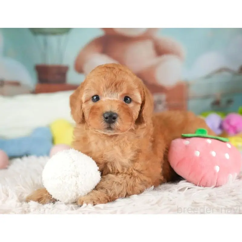 販売中の埼玉県のトイプードル-453257の6枚目