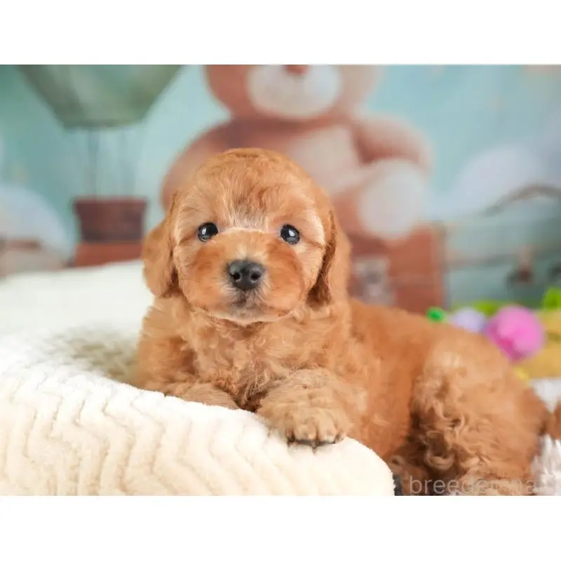 販売中の埼玉県のトイプードル-453257の5枚目