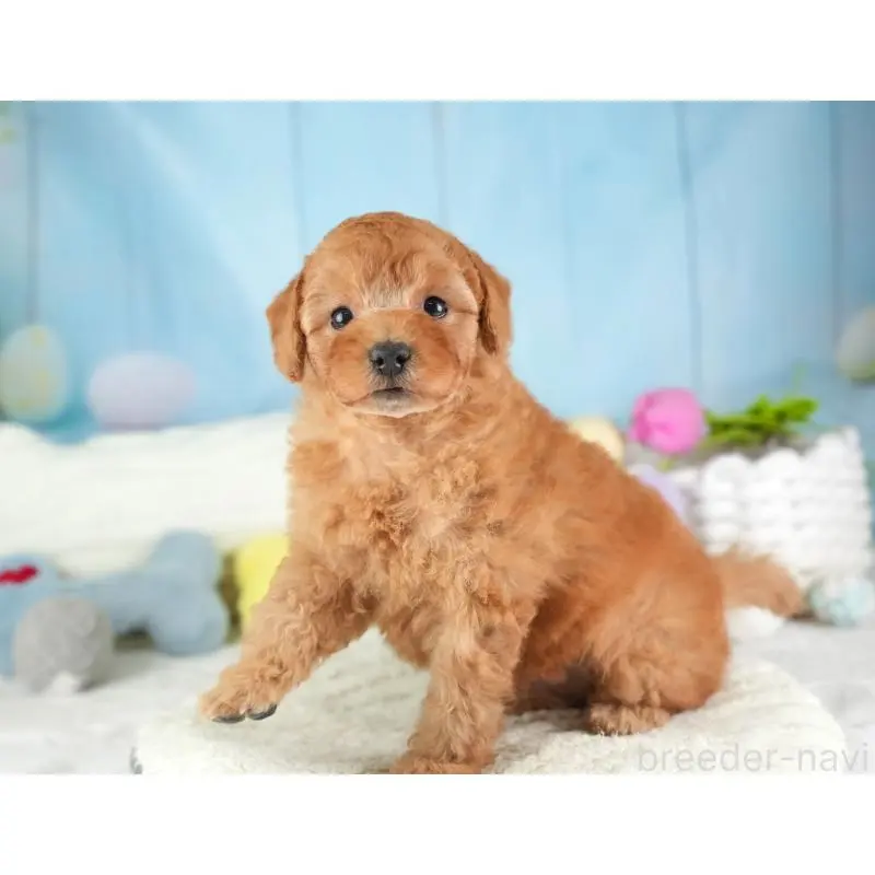 販売中の埼玉県のトイプードル-453257の4枚目