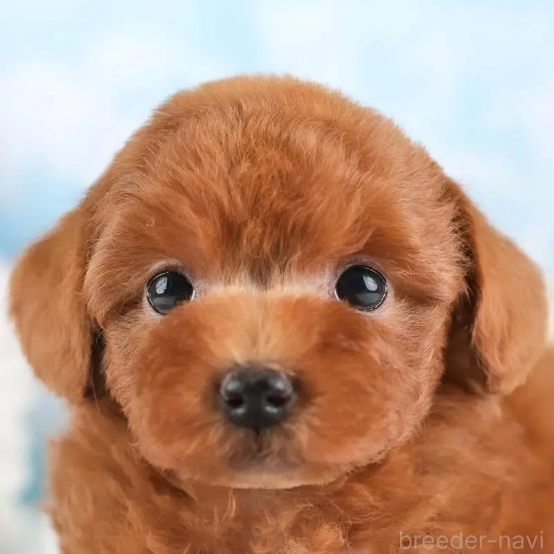 ♂︎トイプードル