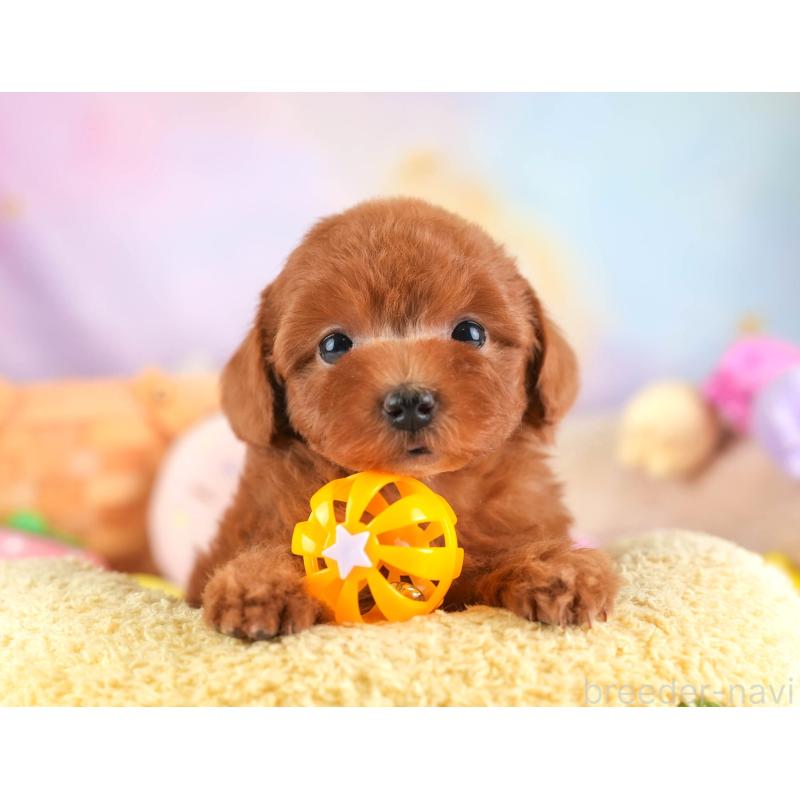 販売中の埼玉県のトイプードル-453248の12枚目