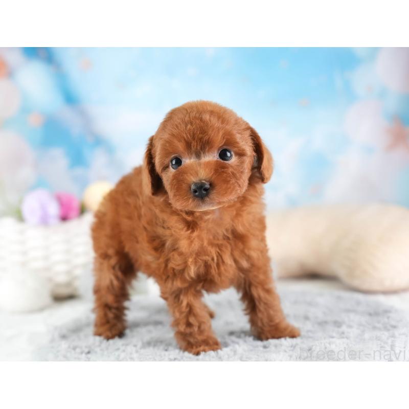 販売中の埼玉県のトイプードル-453248の11枚目