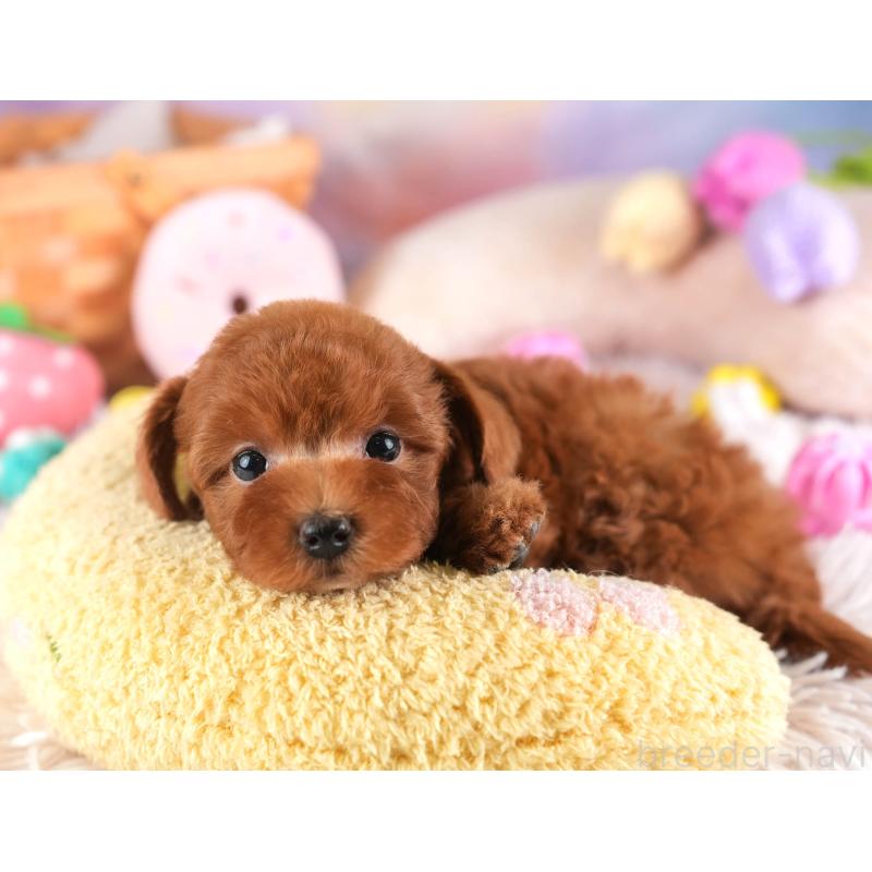 販売中の埼玉県のトイプードル-453248の9枚目