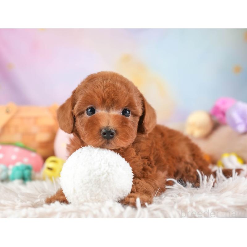 販売中の埼玉県のトイプードル-453248の8枚目