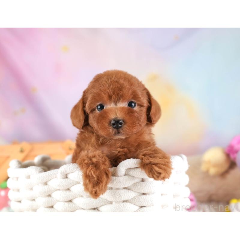 販売中の埼玉県のトイプードル-453248の6枚目