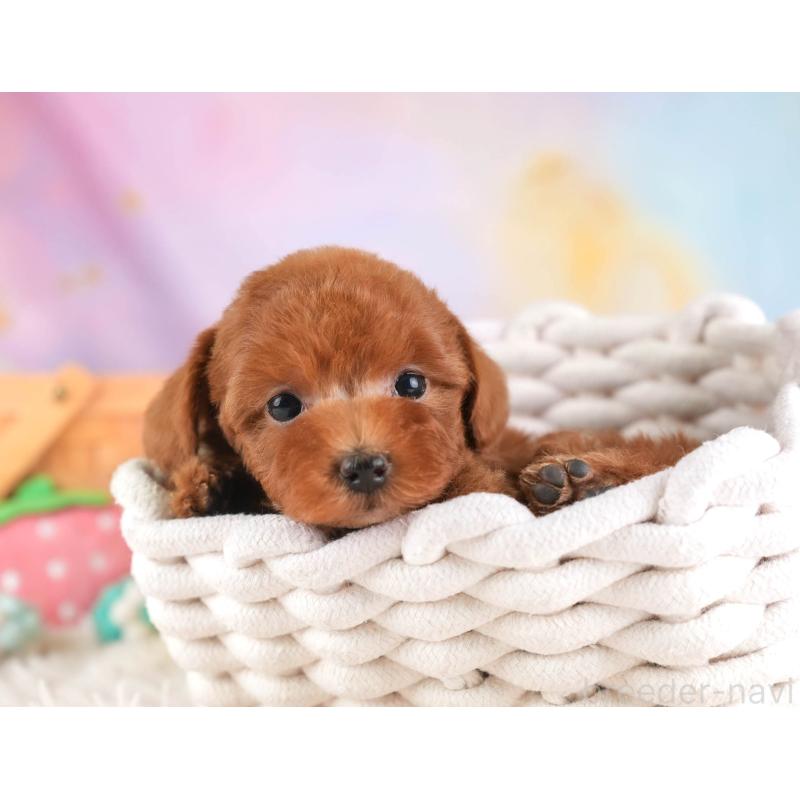 販売中の埼玉県のトイプードル-453248の5枚目