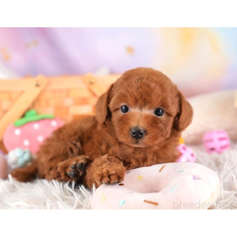 販売中の埼玉県のトイプードル-453248の4枚目