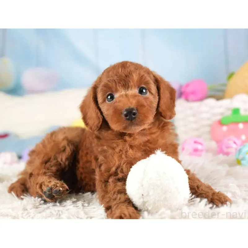 販売中の埼玉県のトイプードル-453247の12枚目