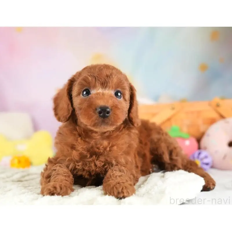 販売中の埼玉県のトイプードル-453247の11枚目