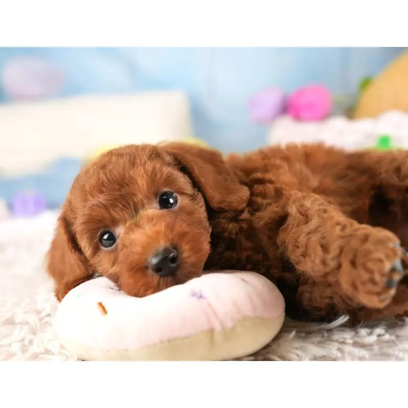 販売中の埼玉県のトイプードル-453247の10枚目