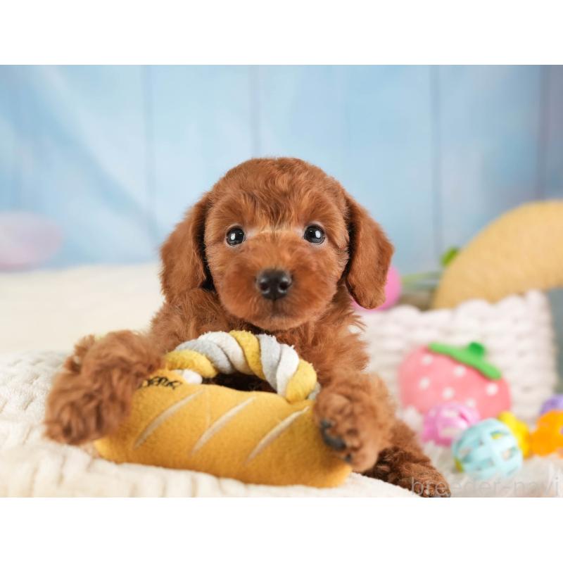 販売中の埼玉県のトイプードル-453247の9枚目