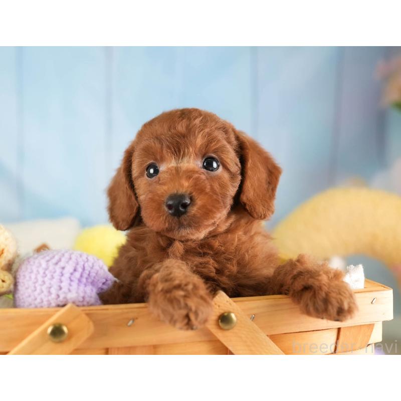 販売中の埼玉県のトイプードル-453247の8枚目