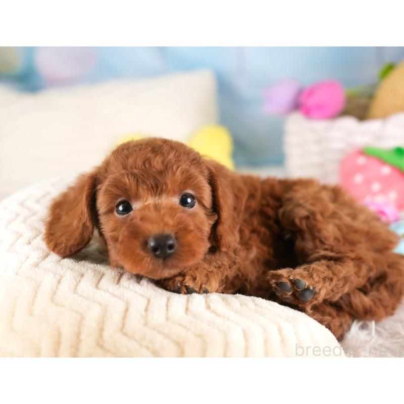 販売中の埼玉県のトイプードル-453247の7枚目