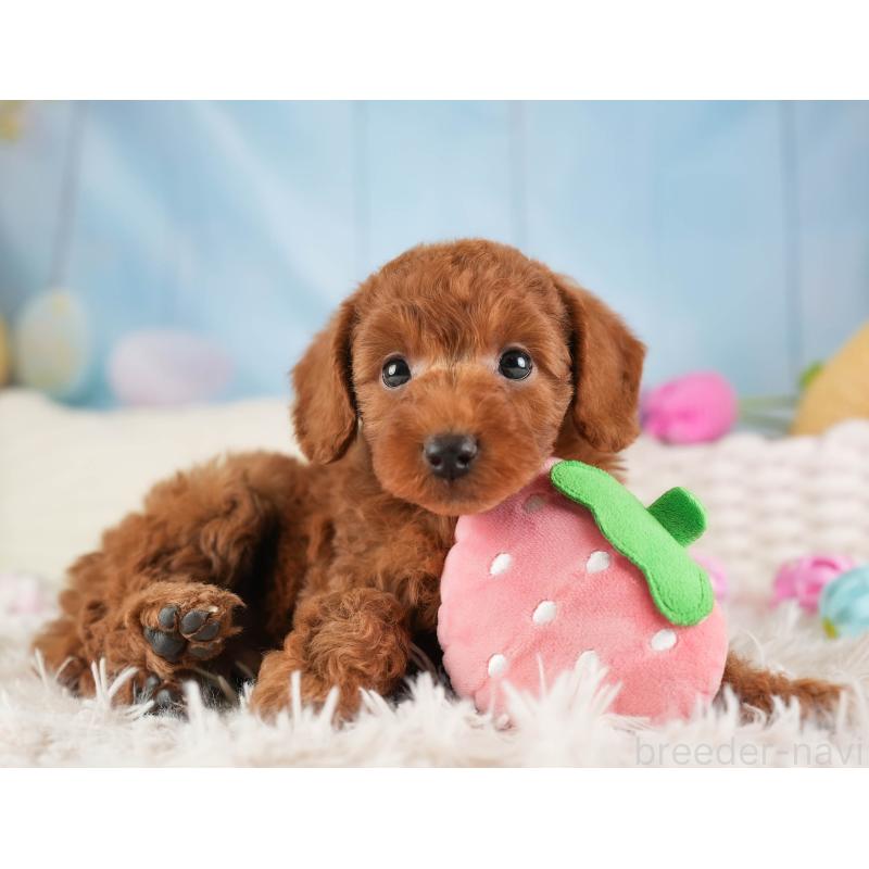 販売中の埼玉県のトイプードル-453247の6枚目