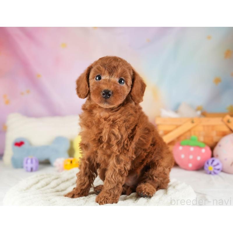 販売中の埼玉県のトイプードル-453247の5枚目