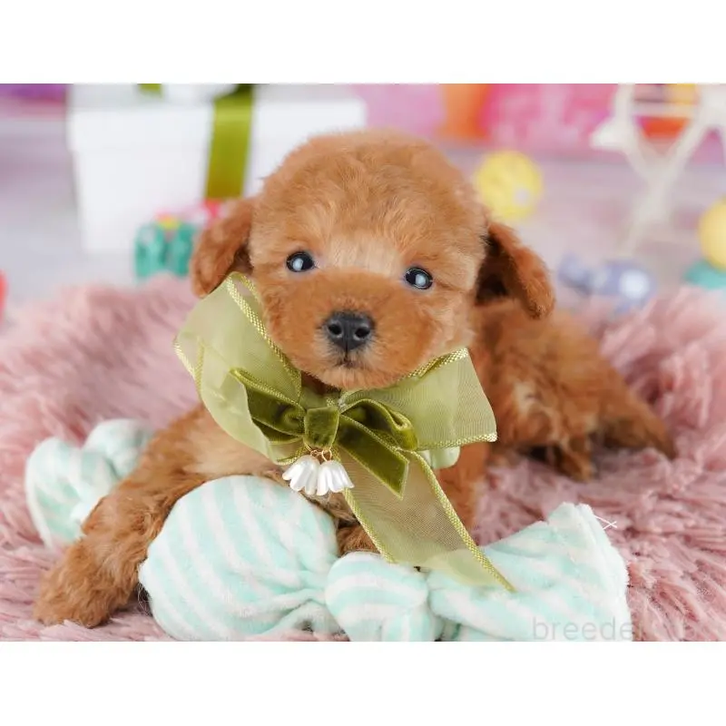 販売中の東京都のティーカッププードル-452380の9枚目