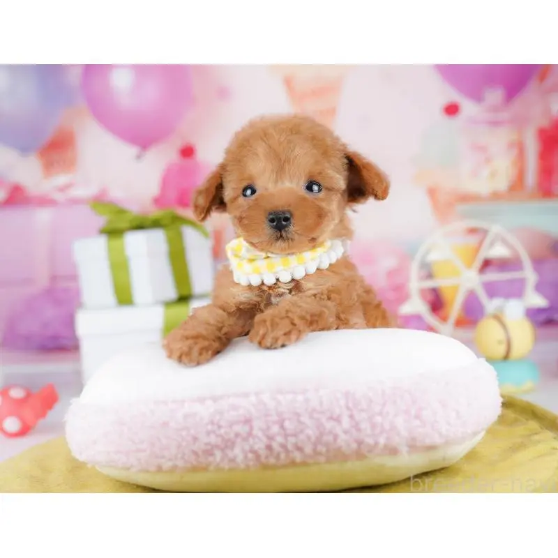 販売中の東京都のティーカッププードル-452380の8枚目