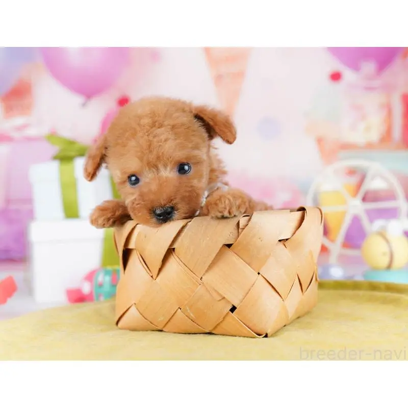 販売中の東京都のティーカッププードル-452380の7枚目