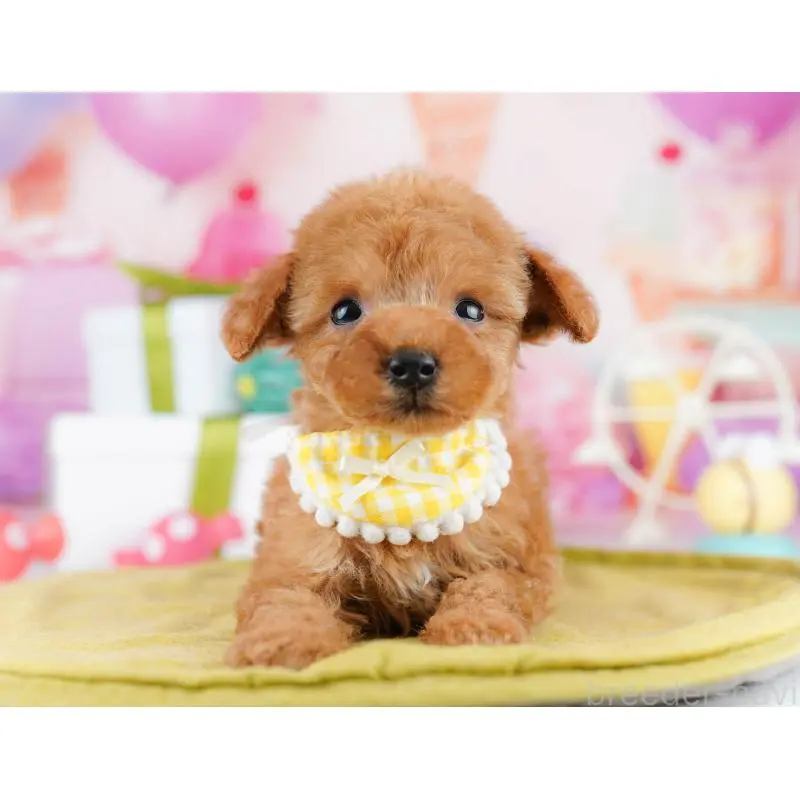 販売中の東京都のティーカッププードル-452380の2枚目