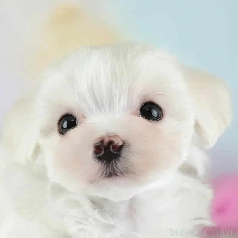 ♂︎ミックス犬