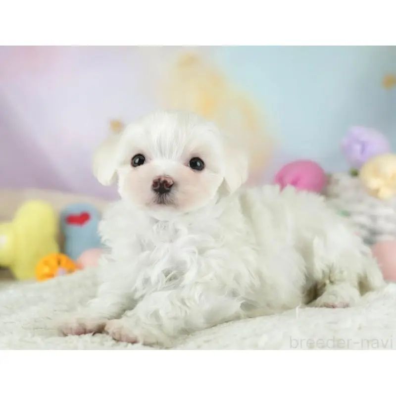 販売中の埼玉県のミックス犬-453246の12枚目