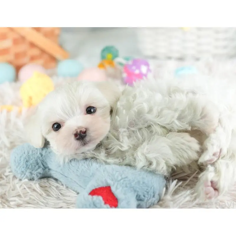 販売中の埼玉県のミックス犬-453246の11枚目