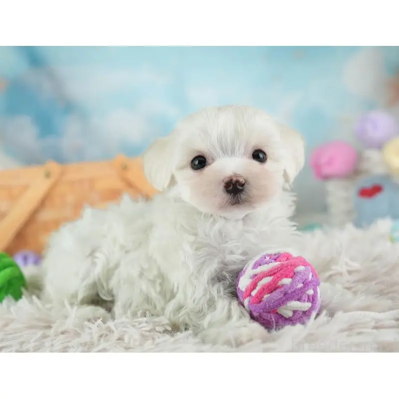 販売中の埼玉県のミックス犬-453246の10枚目