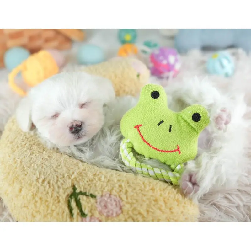 販売中の埼玉県のミックス犬-453246の9枚目