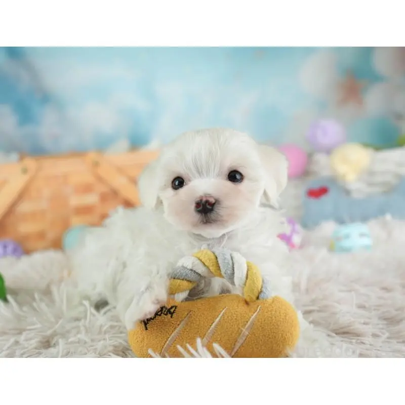 販売中の埼玉県のミックス犬-453246の8枚目