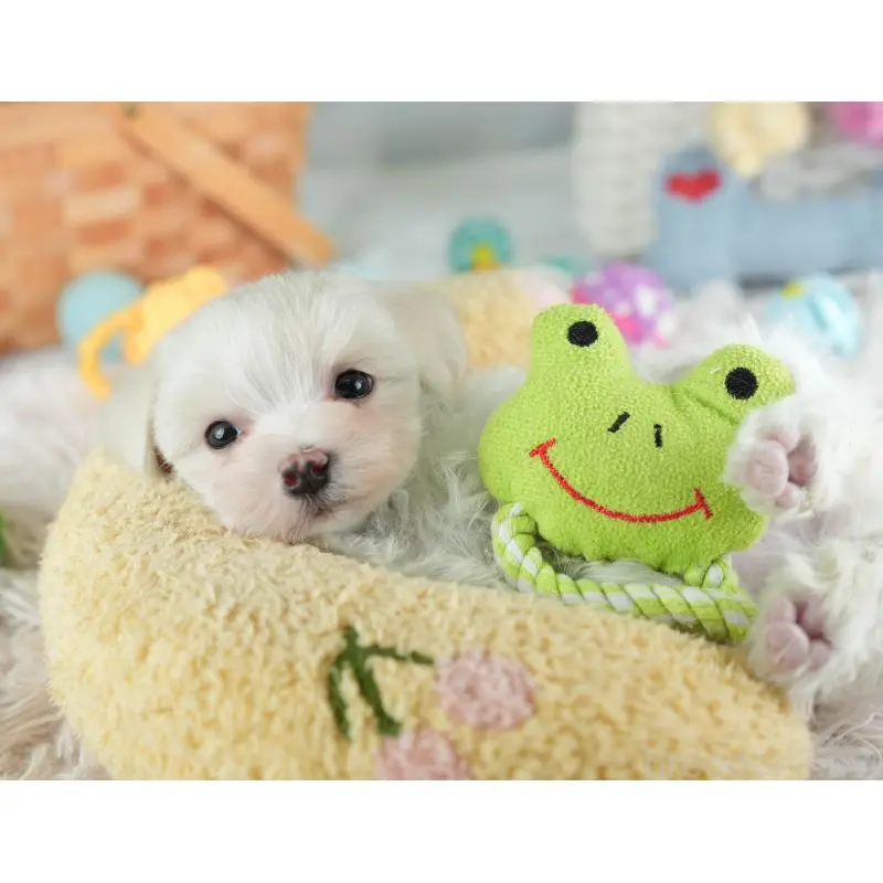 販売中の埼玉県のミックス犬-453246の7枚目