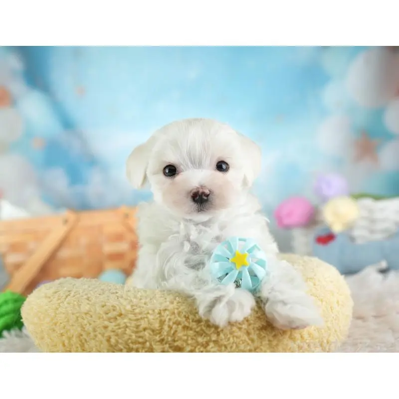 販売中の埼玉県のミックス犬-453246の6枚目