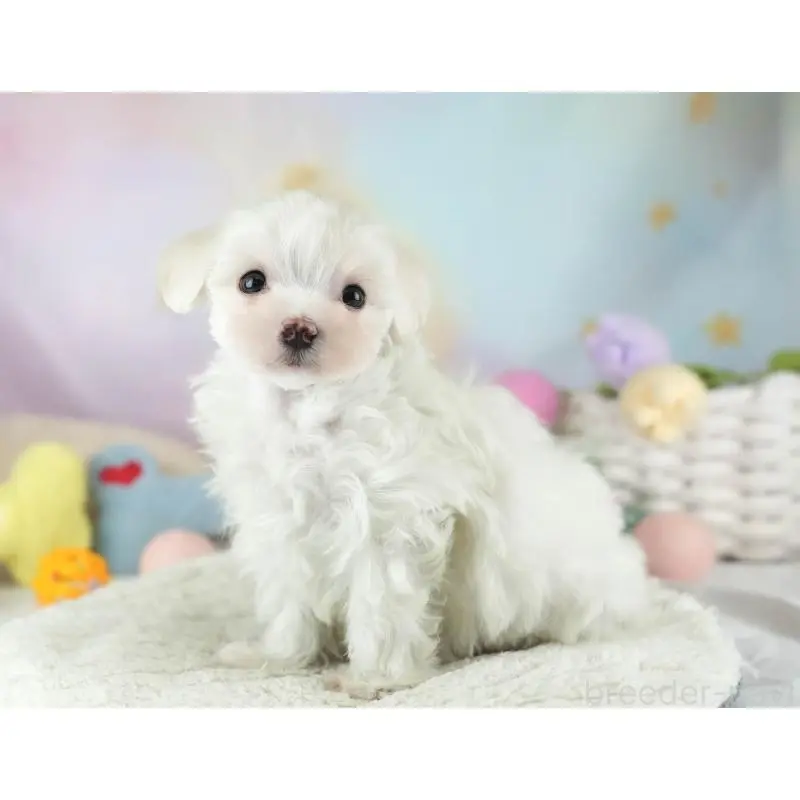 販売中の埼玉県のミックス犬-453246の5枚目