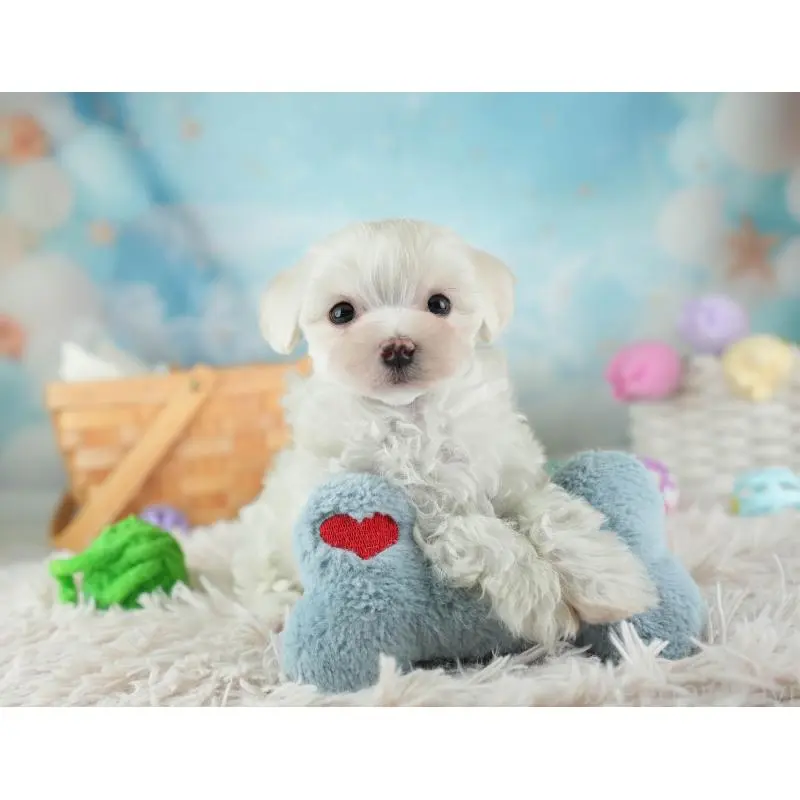 販売中の埼玉県のミックス犬-453246の4枚目