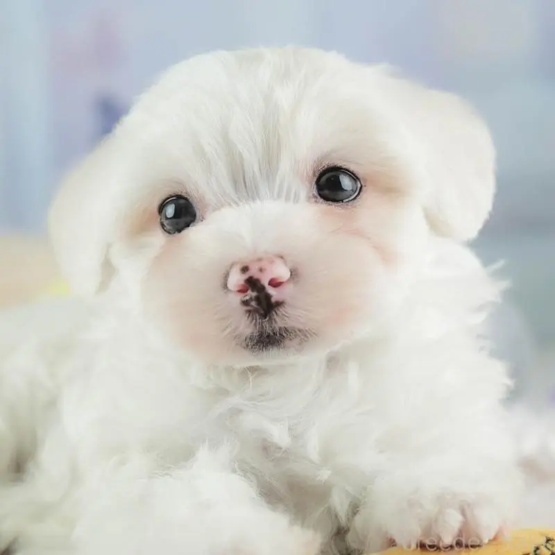 ♂︎ミックス犬