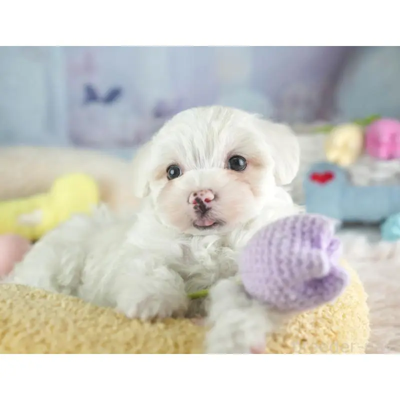 販売中の埼玉県のミックス犬-453244の12枚目