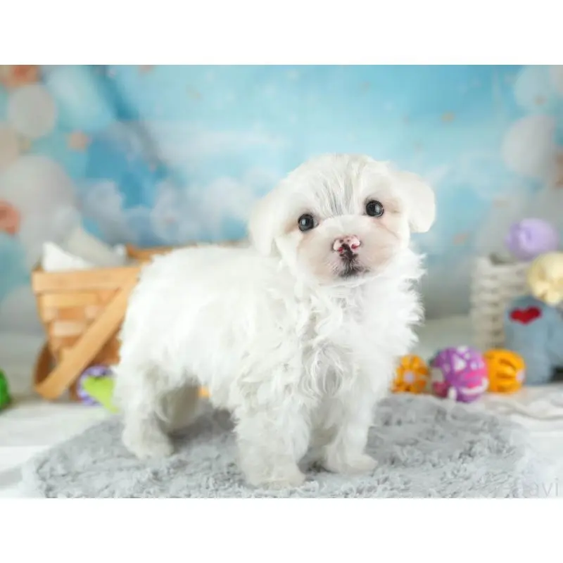 販売中の埼玉県のミックス犬-453244の11枚目