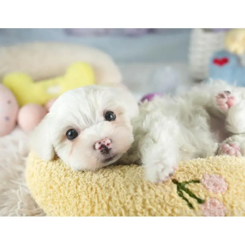 販売中の埼玉県のミックス犬-453244の10枚目