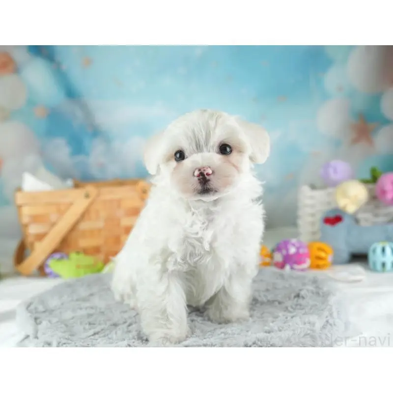 販売中の埼玉県のミックス犬-453244の9枚目