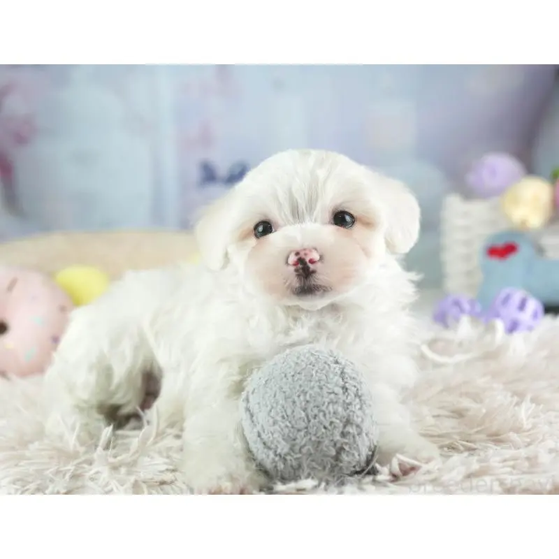 販売中の埼玉県のミックス犬-453244の7枚目