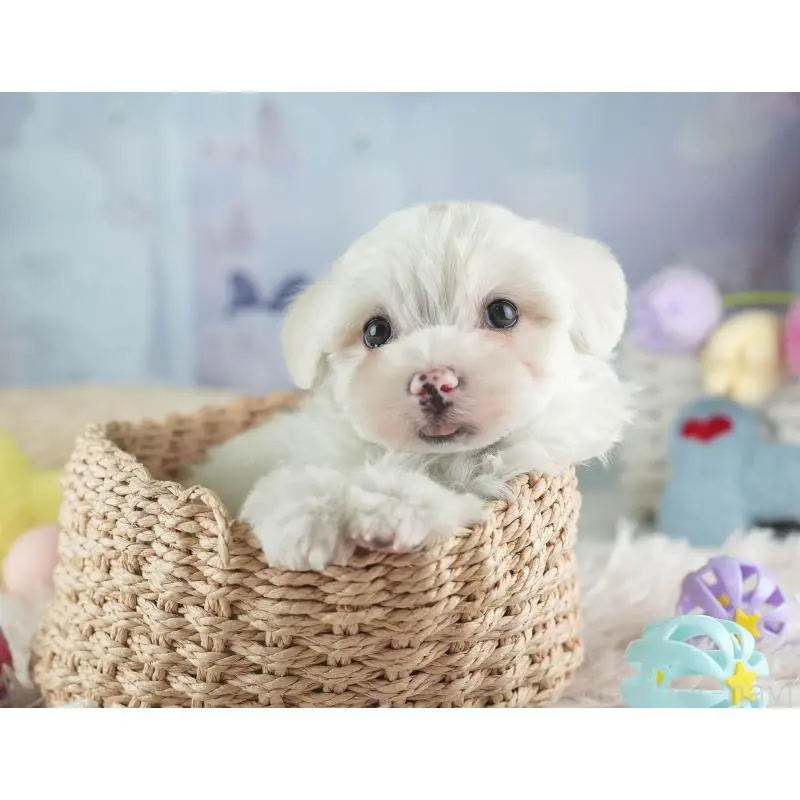 販売中の埼玉県のミックス犬-453244の6枚目