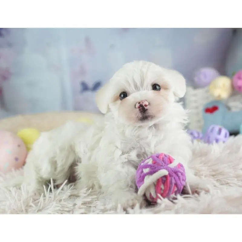 販売中の埼玉県のミックス犬-453244の5枚目