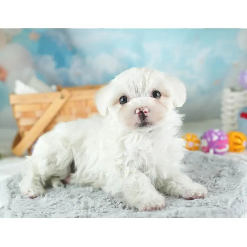 販売中の埼玉県のミックス犬-453244の4枚目