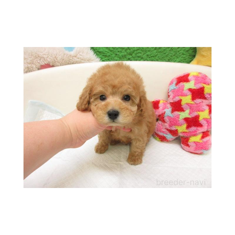 販売中の大阪府のトイプードル-452379の2枚目