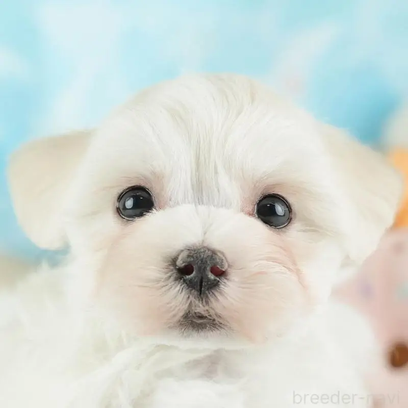 ♀︎ミックス犬